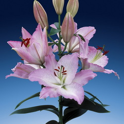 Jigsaw puzzle: Lily 