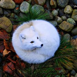 Jigsaw puzzle: Arctic fox