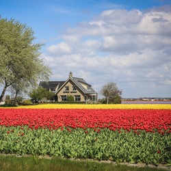 Jigsaw puzzle: House on a flower field