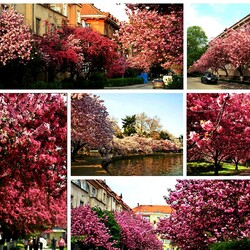Jigsaw puzzle: Spring streets