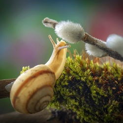 Jigsaw puzzle: Snail and pussy willow