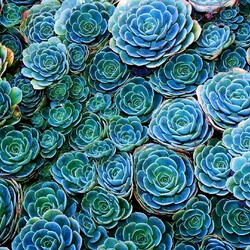 Jigsaw puzzle: Echeveria