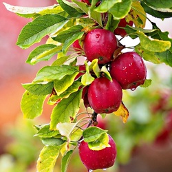 Jigsaw puzzle: Branch of apples