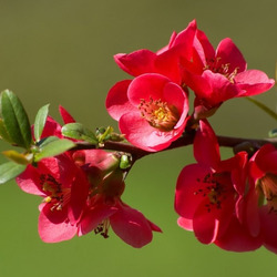 Jigsaw puzzle: Japanese quince