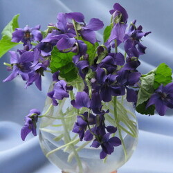 Jigsaw puzzle: Bouquet of violets