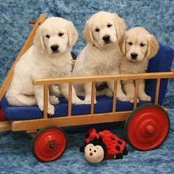 Jigsaw puzzle: Trio in a cart