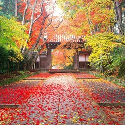 Jigsaw puzzle: Autumn in the Chinese park
