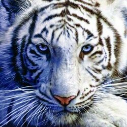 Jigsaw puzzle: White tiger