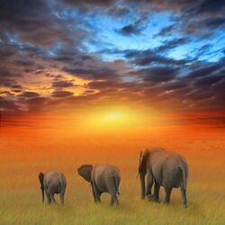 Jigsaw puzzle: Elephants in the rays of the sunset