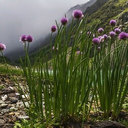 Jigsaw puzzle: In the Altai mountains