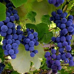 Jigsaw puzzle: Blue grapes
