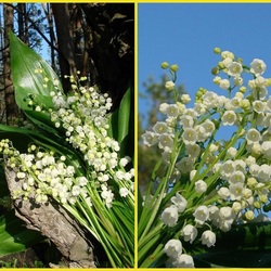 Jigsaw puzzle: Lily of the valley time
