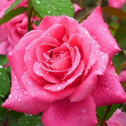 Jigsaw puzzle: How nice, how fresh were the roses
