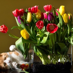 Jigsaw puzzle: Flowers and cat