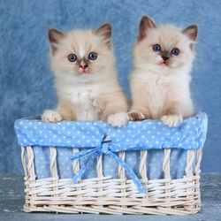 Jigsaw puzzle: Kittens in a basket