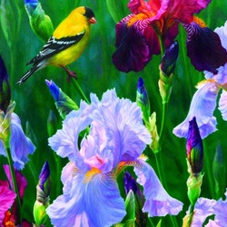 Jigsaw puzzle: Bird and irises