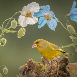 Jigsaw puzzle: Greenfinch ordinary