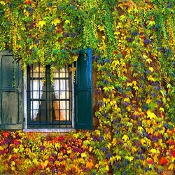 Jigsaw puzzle: Autumn at the window