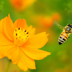 Jigsaw puzzle: Bee