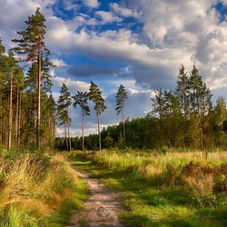 Jigsaw puzzle: The nature of the Moscow region