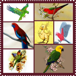 Jigsaw puzzle: Parrots
