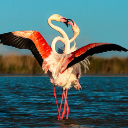 Jigsaw puzzle: Flamingos in a mating dance
