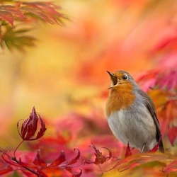 Jigsaw puzzle:  Robins hearing a voice