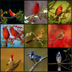Jigsaw puzzle: Bird Cardinal