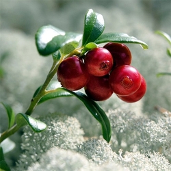 Jigsaw puzzle: Lingonberry