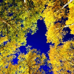 Jigsaw puzzle: Golden sky
