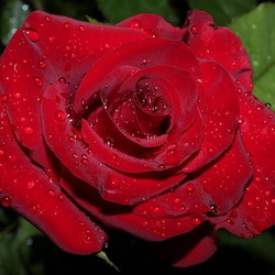 Jigsaw puzzle: Rose in dew