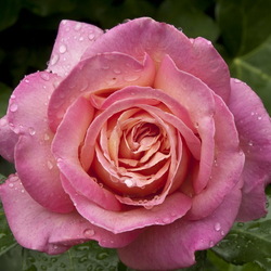 Jigsaw puzzle: Rose in dew