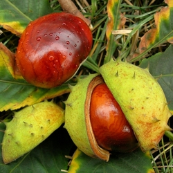 Jigsaw puzzle: Chestnuts