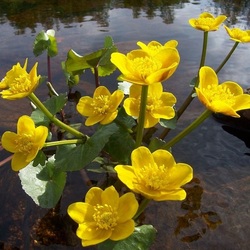 Jigsaw puzzle: Yellow water lily