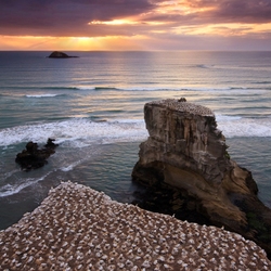 Jigsaw puzzle: Seagulls nest on rocks