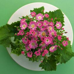 Jigsaw puzzle: Flowers on a plate