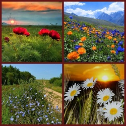 Jigsaw puzzle: Landscapes with wild flowers