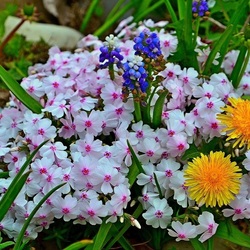 Jigsaw puzzle: Spring platter in the garden