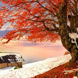 Jigsaw puzzle: Snow and leaves