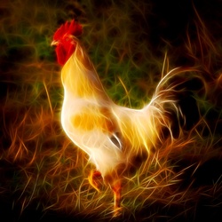 Jigsaw puzzle: Fiery rooster