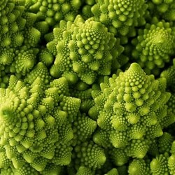 Jigsaw puzzle: Fractal cabbage