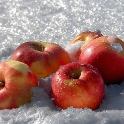 Jigsaw puzzle: Apples in the snow