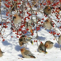Jigsaw puzzle: Waxwings