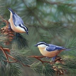Jigsaw puzzle: On a spruce branch
