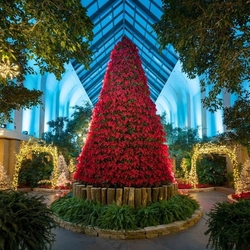 Jigsaw puzzle: Christmas tree from poinsettia