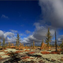 Jigsaw puzzle: Tundra in autumn