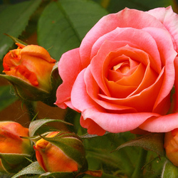 Jigsaw puzzle: Favorite roses