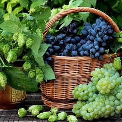 Jigsaw puzzle: Basket with grapes