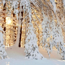 Jigsaw puzzle: Morning in the winter forest