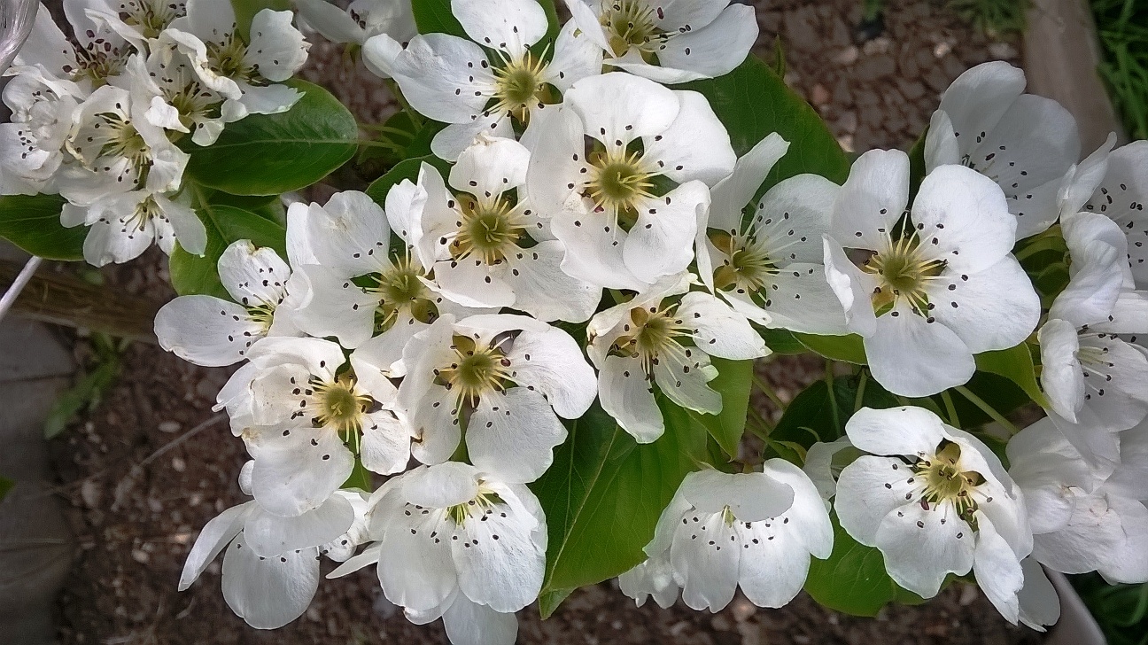 Pear blossoms.